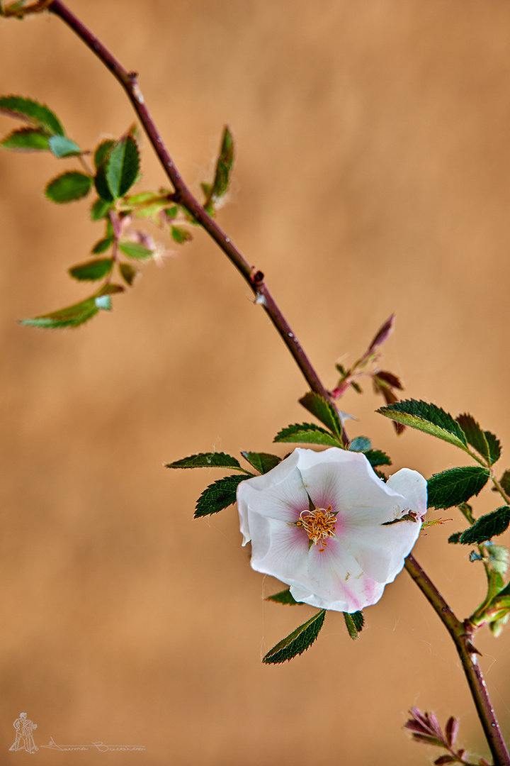 Rosa canina