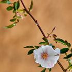 Rosa canina