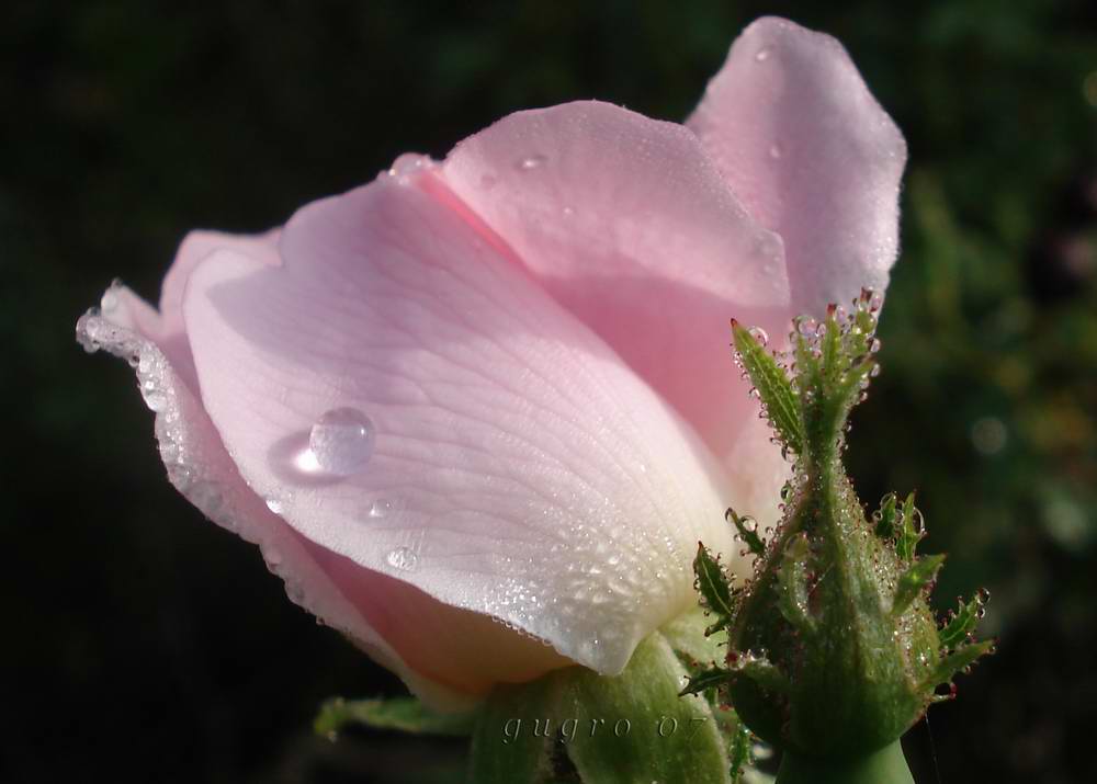 rosa canina