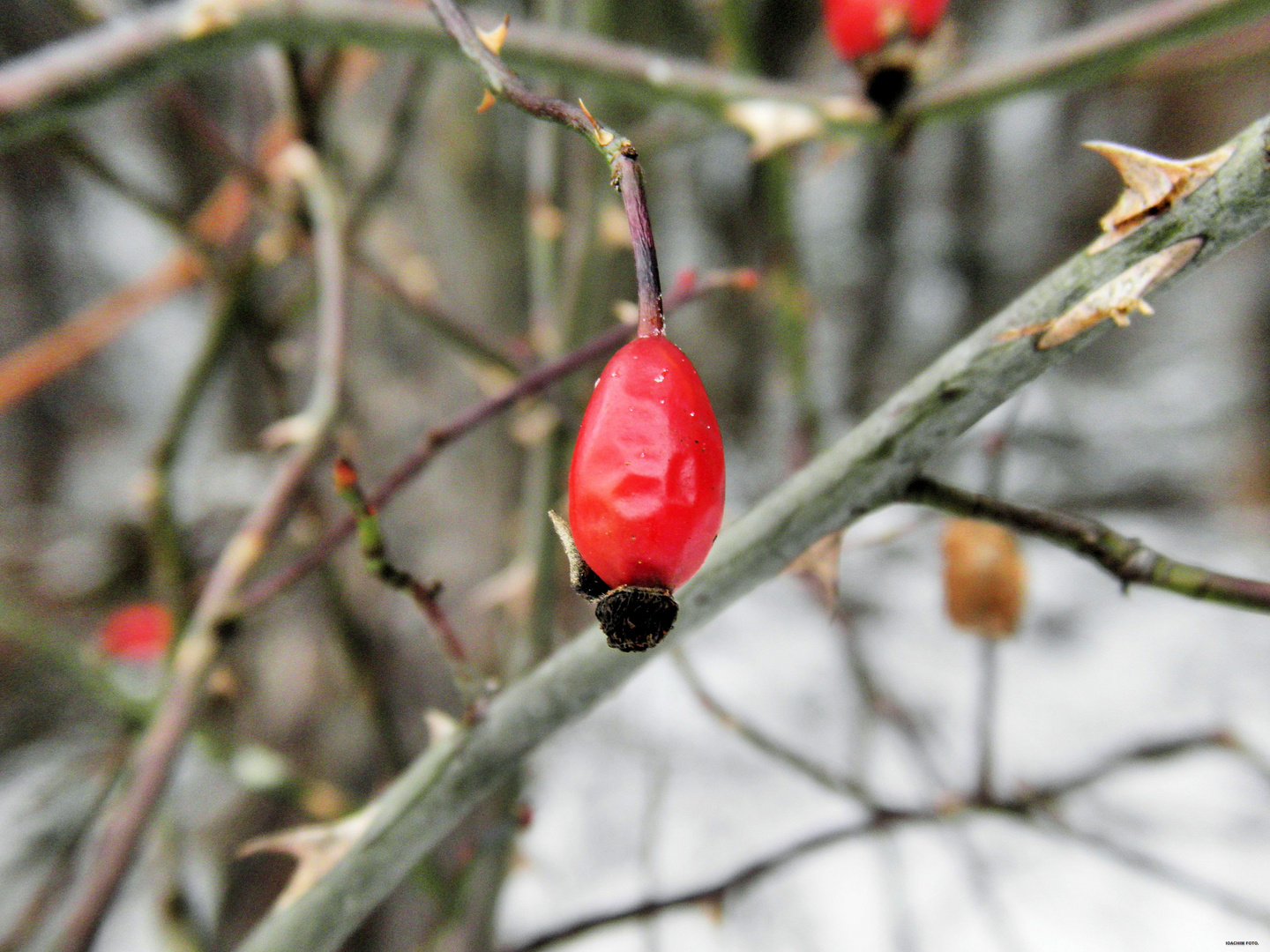 Rosa canina...