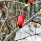 Rosa canina...