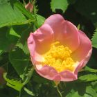 Rosa canina Heckenrose