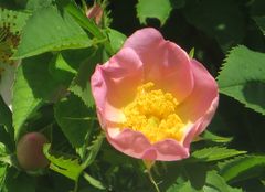 Rosa canina Heckenrose