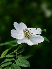 Rosa canina ~ Heckenrose