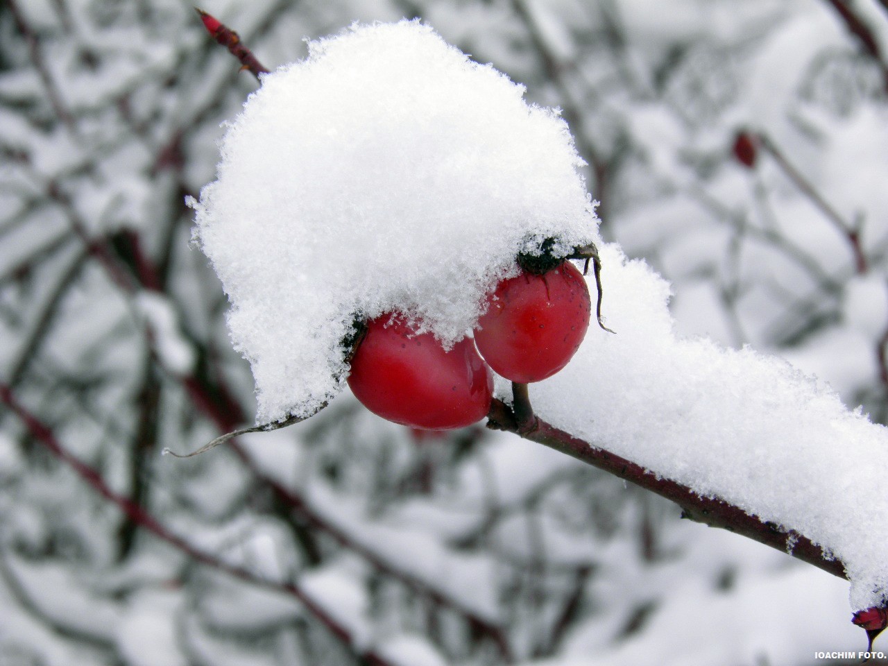 Rosa canina in January 2011