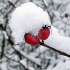 Rosa canina in January 2011