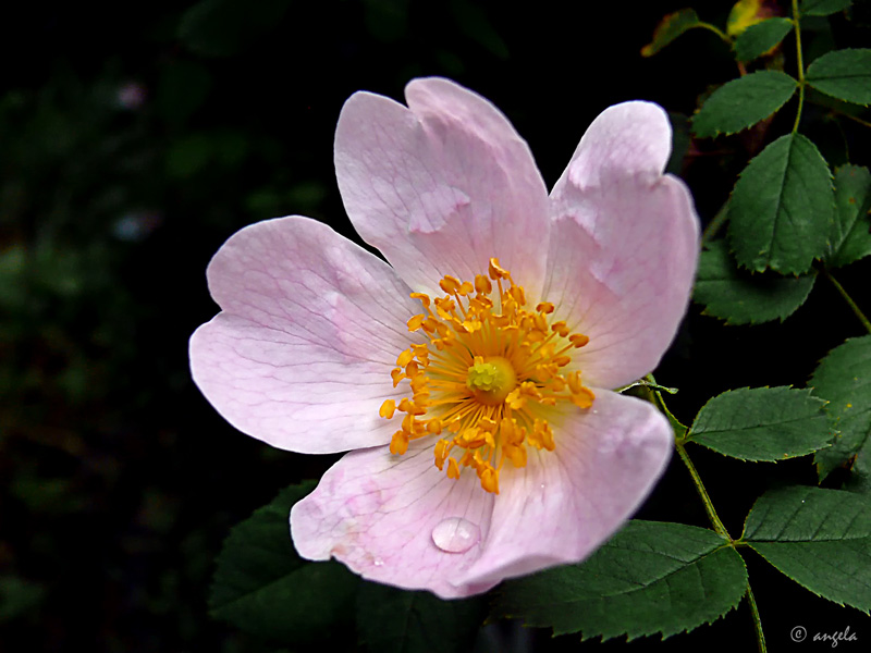 Rosa canina (la madre de todas las rosas)