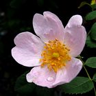 Rosa canina (la madre de todas las rosas)