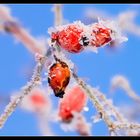 rosa canina on ice [2]