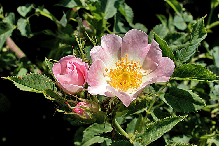 Rosa canina Parco fiume Oglio