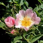 Rosa canina Parco fiume Oglio