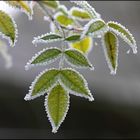 Rosa canina var. winteri