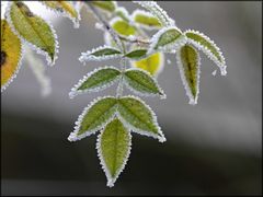 Rosa canina var. winteri