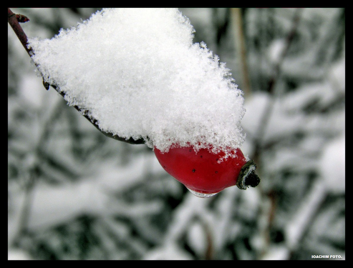 Rosa canina:a plant, different names