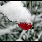 Rosa canina:a plant, different names