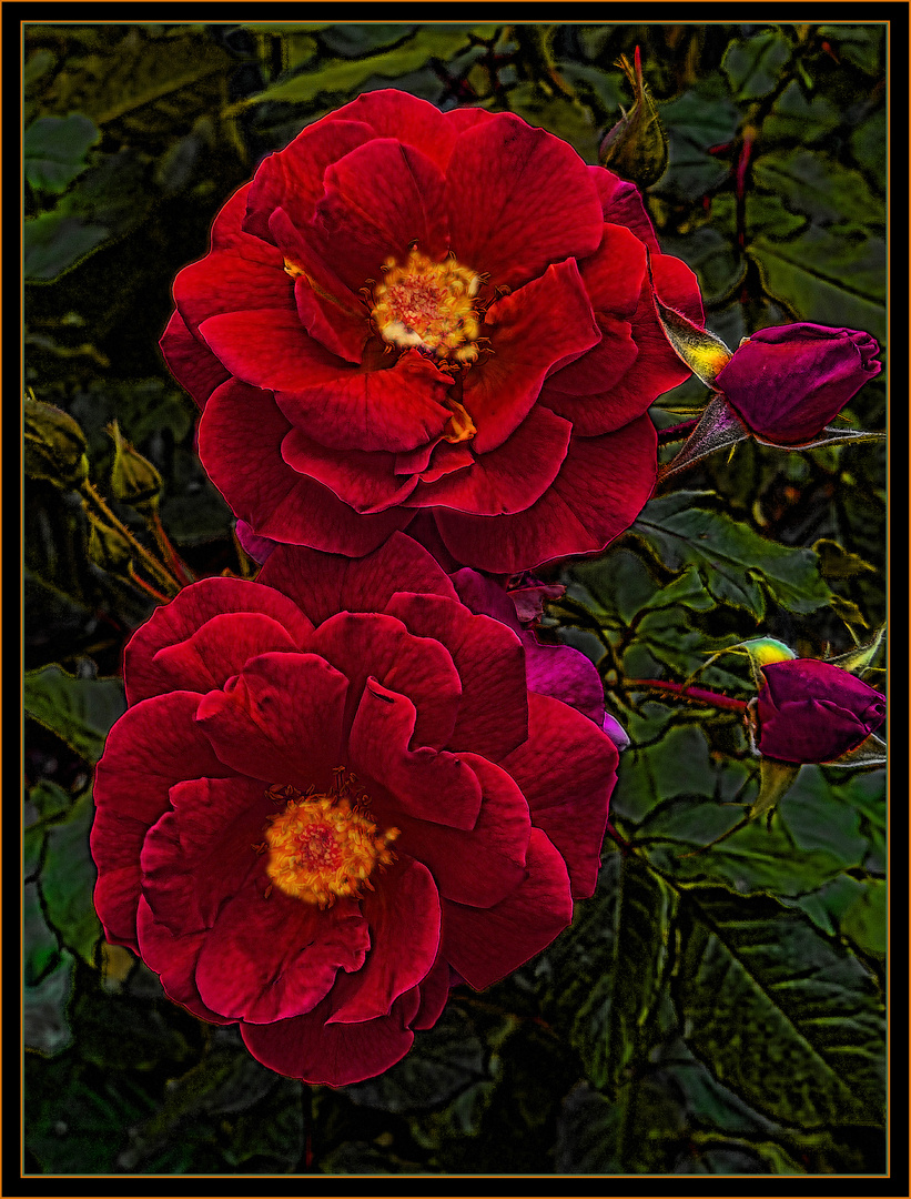 Rosa Carmesí Foto & Bild | stillleben , natur, stillleben Bilder auf ...
