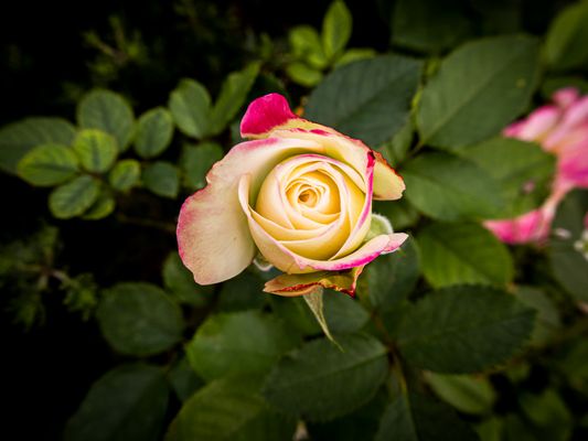 Rosa Charles Aznavour