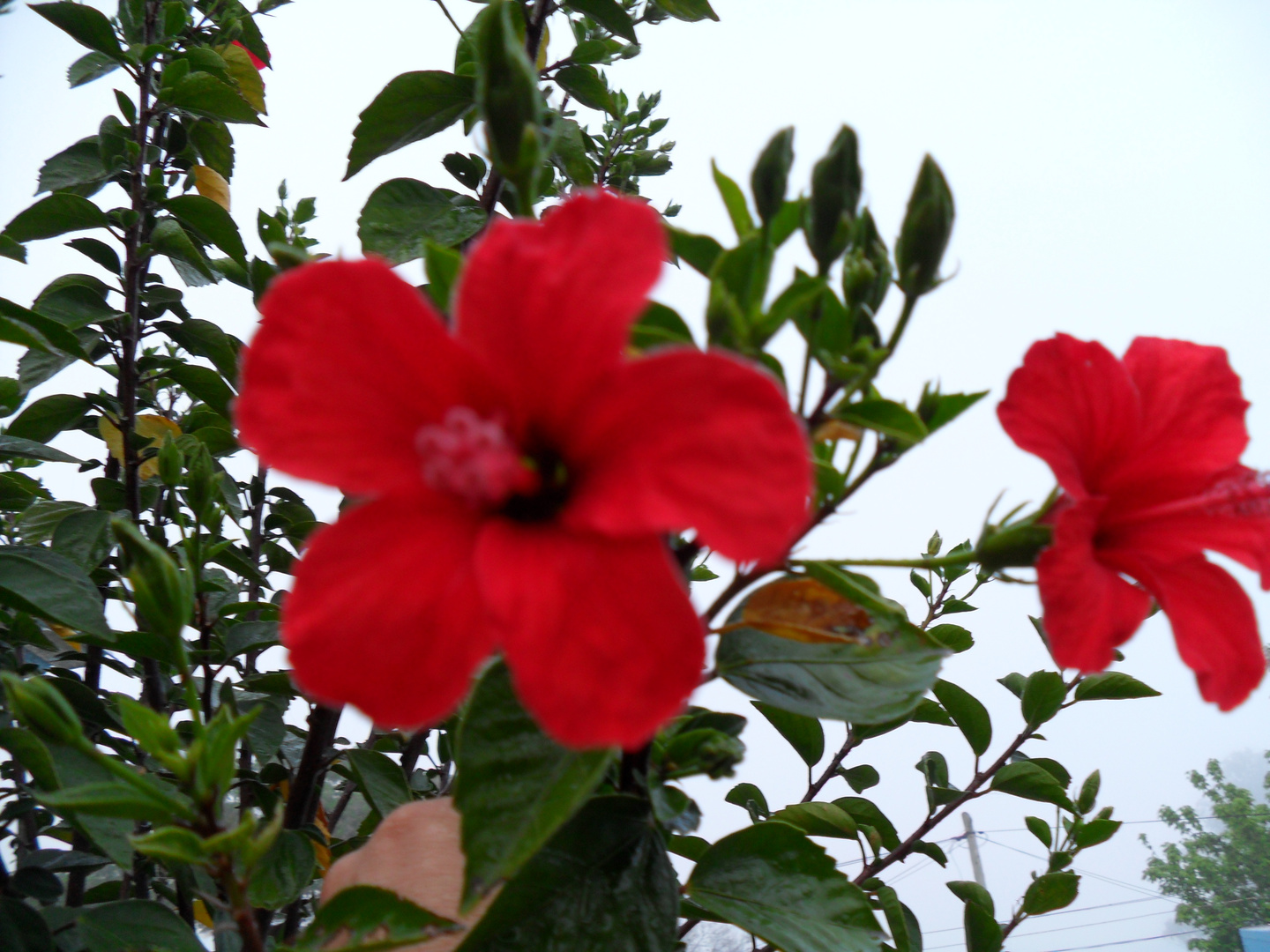 ROSA CHINA EN MI JARDIN