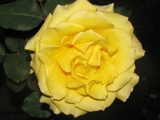 Rosa Colombiana 3