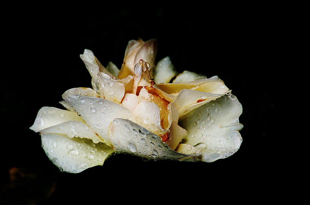 Rosa con gotas