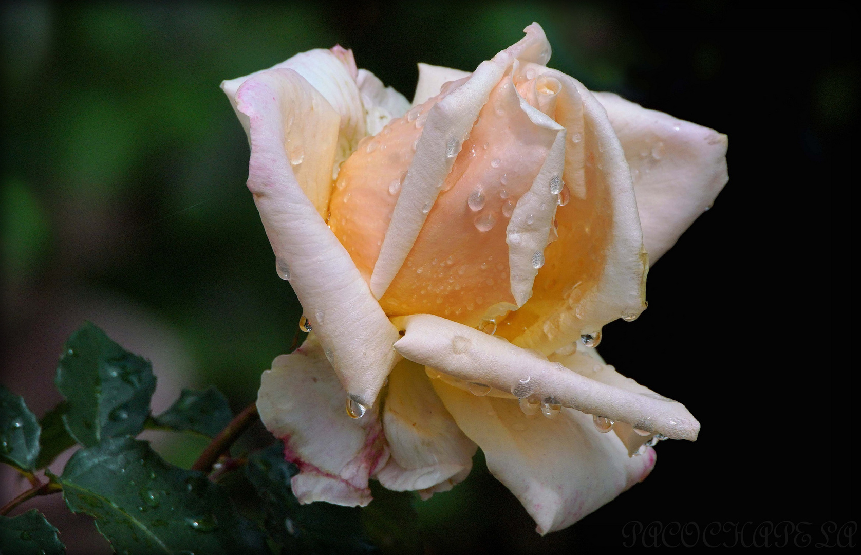 Rosa con gotas de lluvia