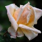 Rosa con gotas de lluvia