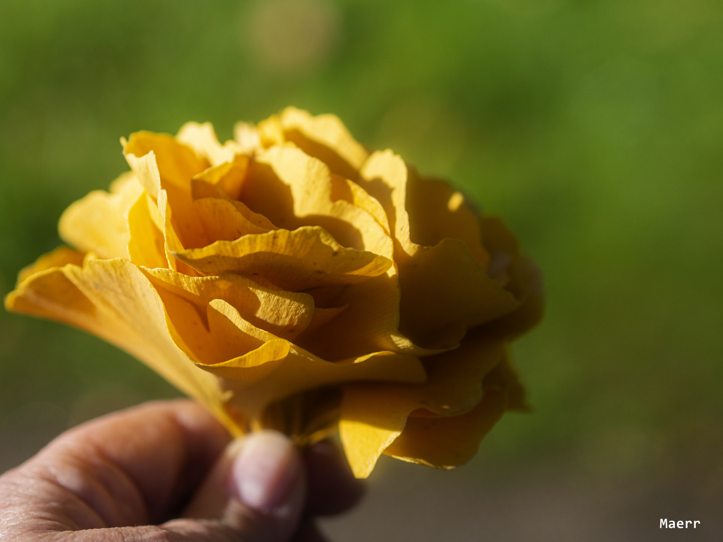 Rosa con hojas de Ginkgo Biloba.