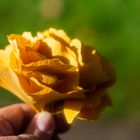 Rosa con hojas de Ginkgo Biloba.