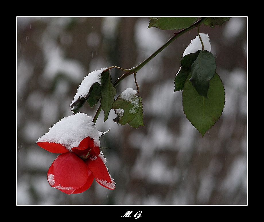 rosa con neve
