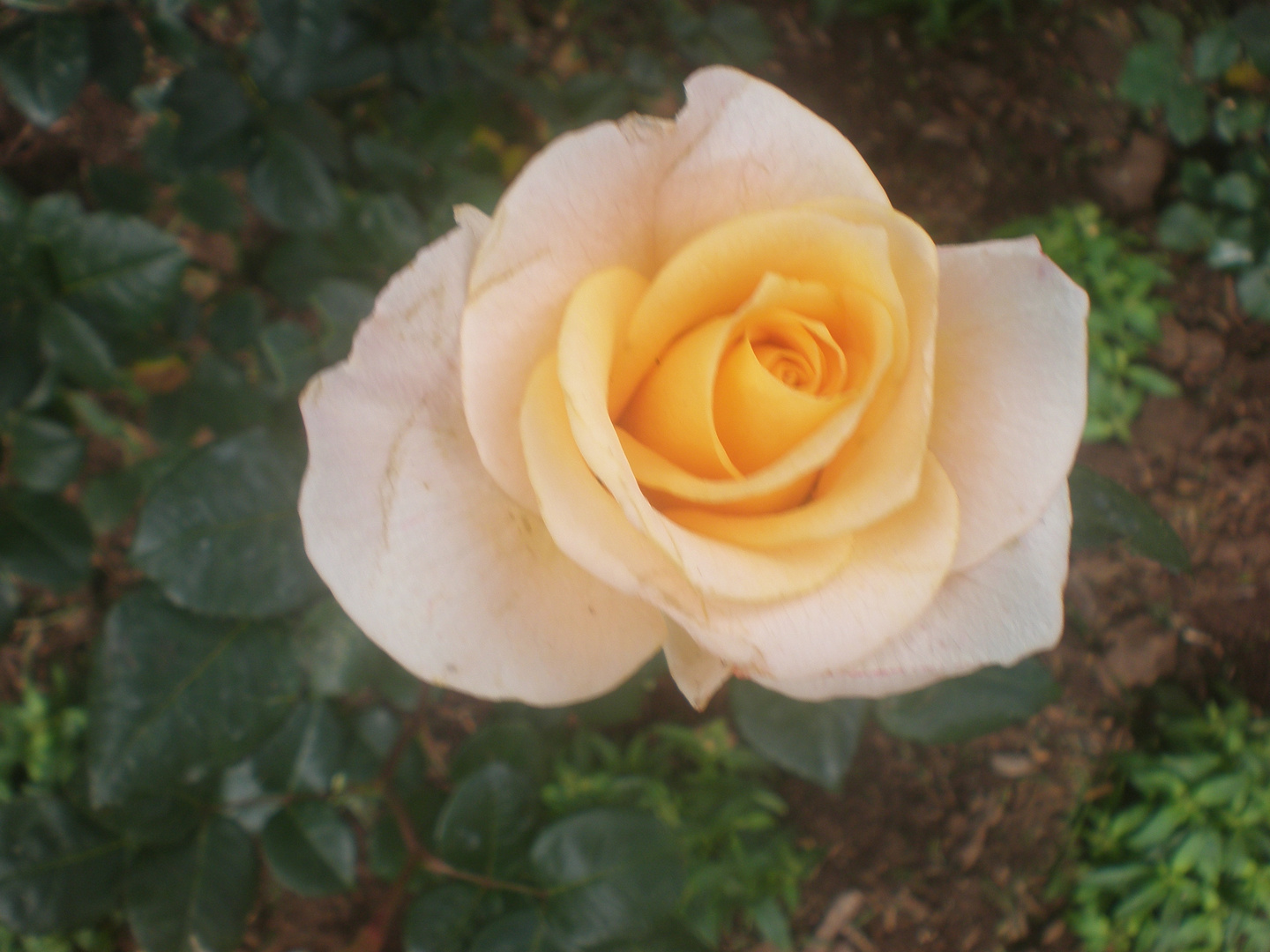 Rosa con tonos naranjas.