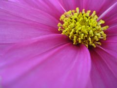 Rosa Cosmea