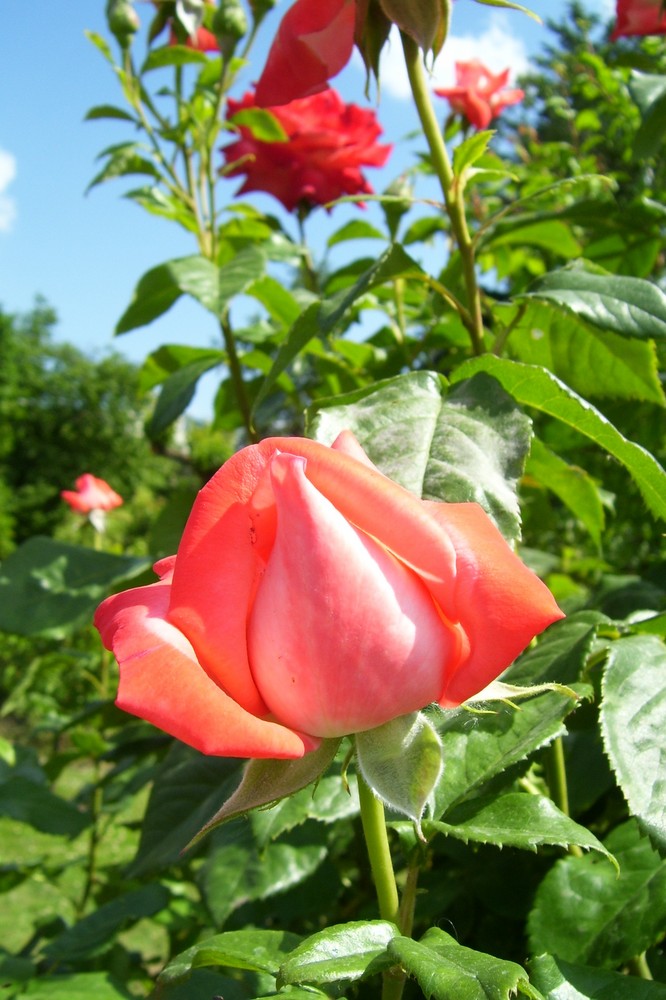 Rosa Cultivars
