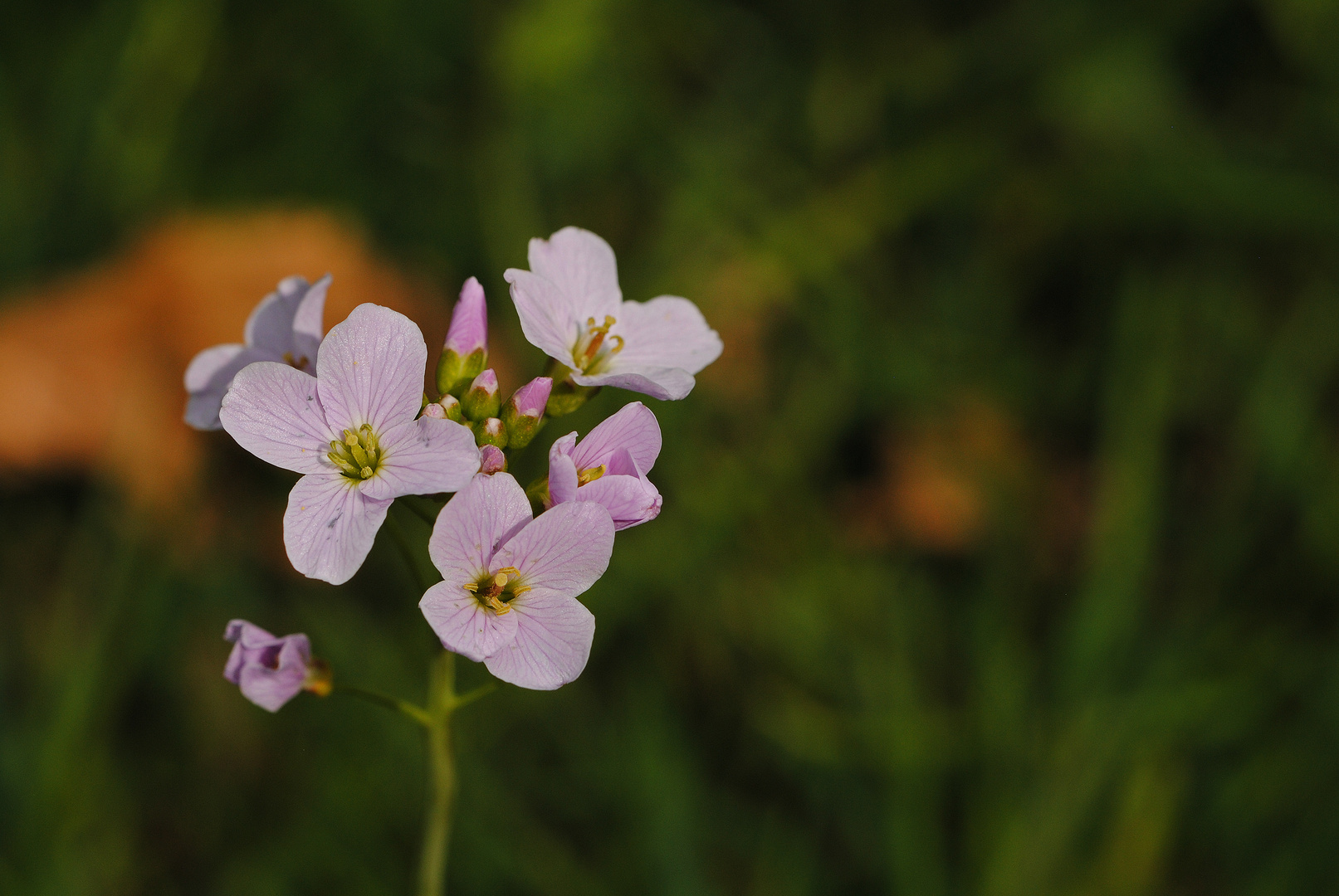 rosa