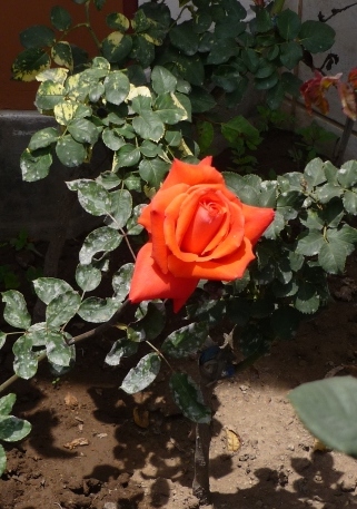 Rosa