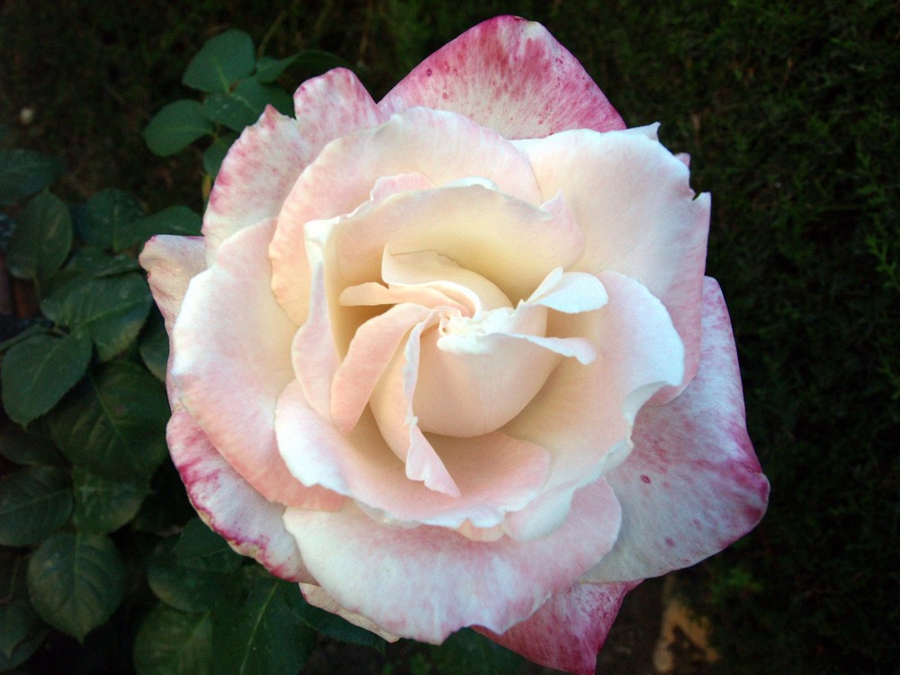 Rosa d'abril III