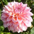 rosa Dahlienblüte mit Tropfen