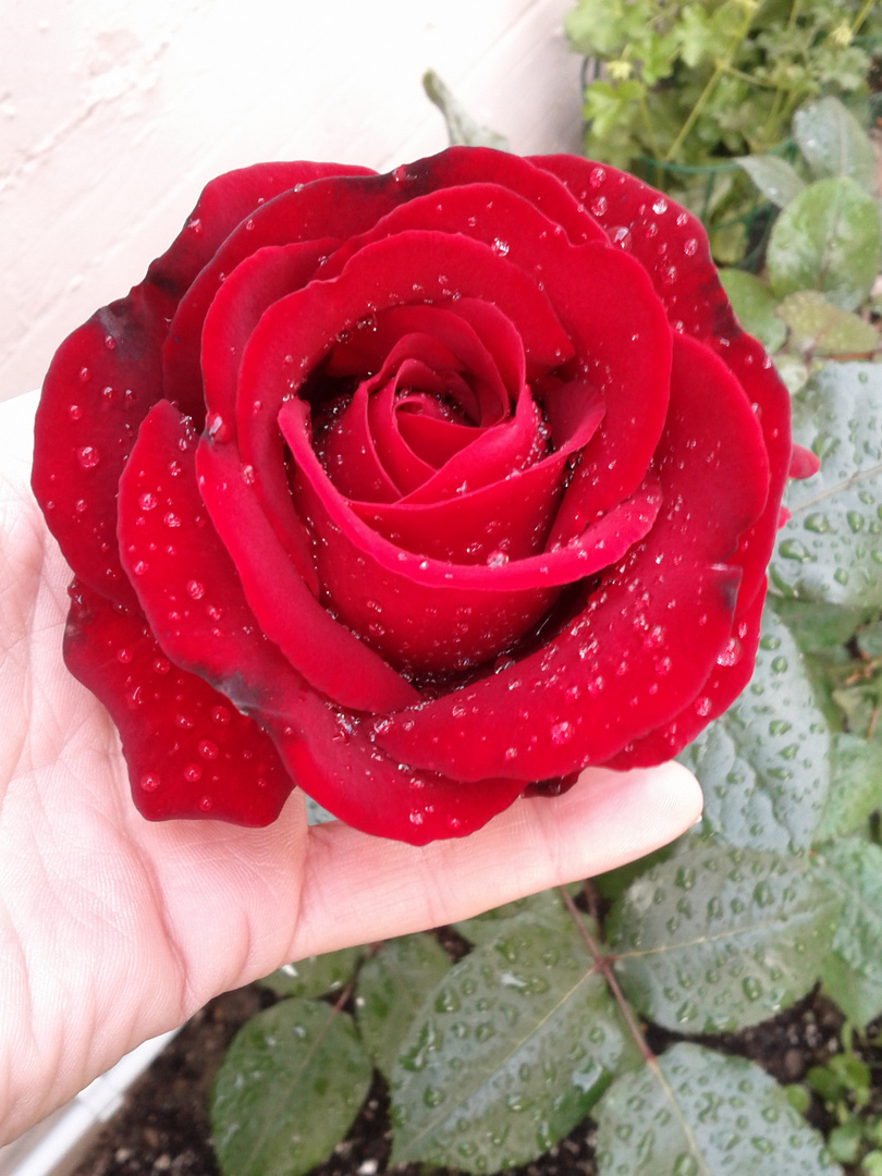Rosa dal mio giardino