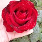 Rosa dal mio giardino