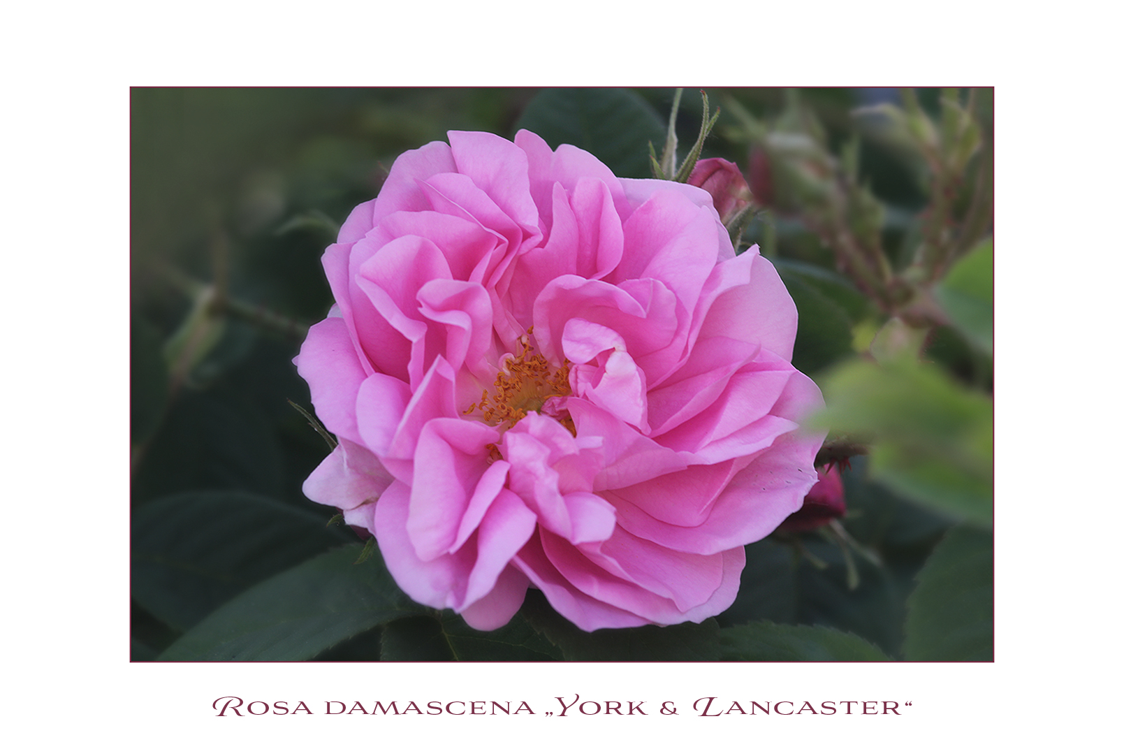 Rosa damascena - versicolor---