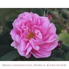 Rosa damascena - versicolor---