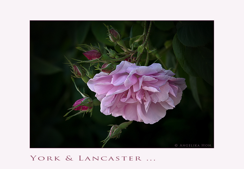 Rosa damascena - York and Lancaster