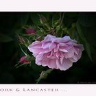 Rosa damascena - York and Lancaster