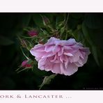 Rosa damascena - York and Lancaster