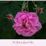 Rosa Damascena...  York and Lancaster....