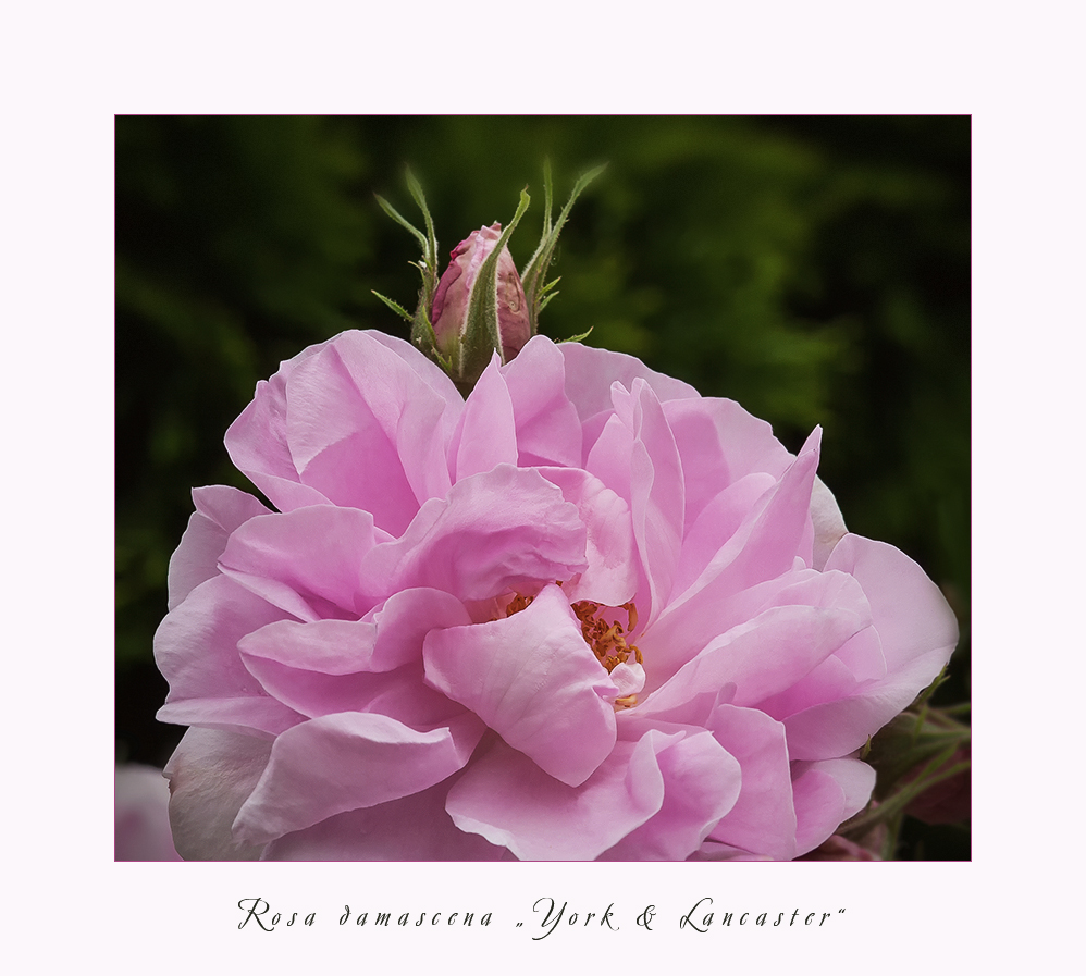 Rosa Damascena - York and Lancster