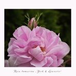 Rosa Damascena - York and Lancster