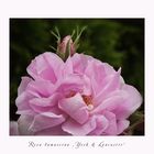 Rosa Damascena - York and Lancster