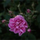 Rosa damascena ~ "York and Lancster"