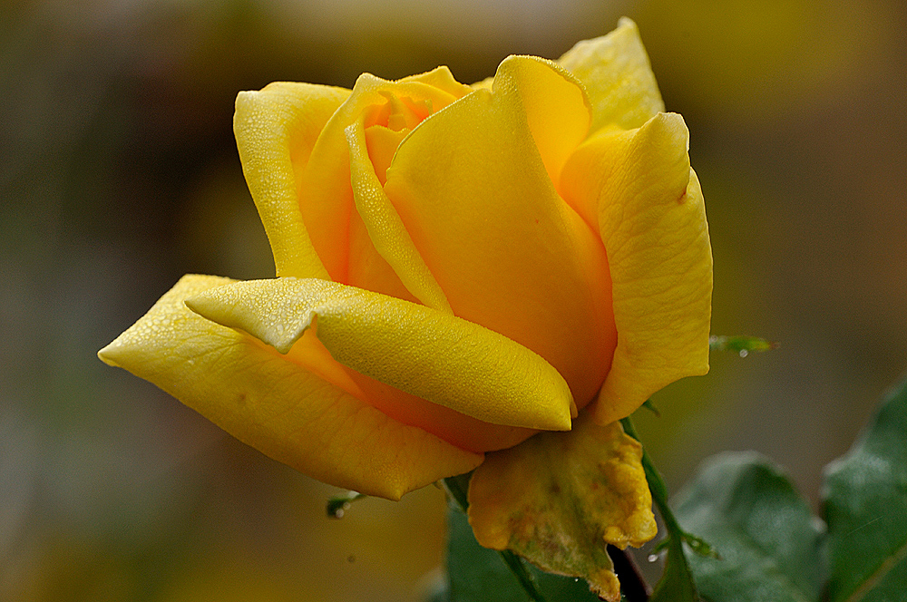 rosa d'autunno