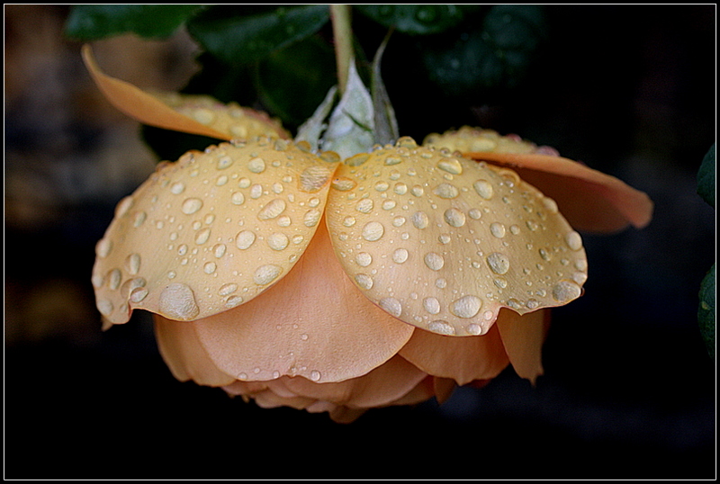 Rosa d'autunno